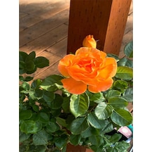 Videolu Yediveren Turuncu Renkli 30 50 Cm 1 Adet Saksılı Aşılı Gül Orange Rose