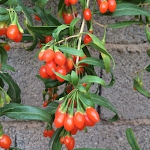 Princess Tao Goji Berry Kurt Üzümü Fidanı  10 Adet