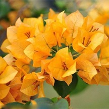 Videolu Sarı Begonvil Çiçeği Fidanı 50 Cm Saksılı/tüplü Dış Mekan Sarmaşık Bitkileri Yellow Begonia