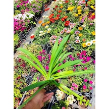 Afrika Zambağı African Lily - Beyaz Ve Kokulu Bahçe Çiçeği
