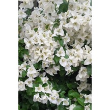 Beyaz Begonvil Çiçeği 50-60cm /şuan Ciçeksizdir