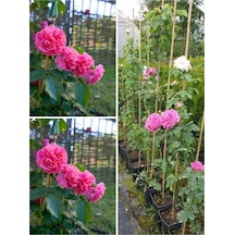 Videolu Yediveren Sarmaşık Mis Kokulu Pembe Gül Fidanı 3 Adet Saksılı 40-65 Cm Climbing Pink Rose