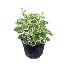 Alacalı Adaçayı Kokulu Benjamin Çiçeği 1 Adet Saksılı 10-20cm