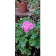 Aydoğdu Rosalinda Saksılı Gül Sardunya 20/30 Cm