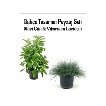 Mavi Çim 1 Adet Saksılı 10-20cm +kartopu Viburnum 30-60cm 1adet Bahçe Seti