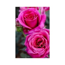 Pembe Gül Fidani 1 Adet 10-20 Cm