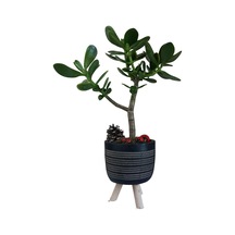Sukulent Crassula Ovata | Ayaklı Siyah Saksıda