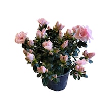 Rhododendron Indicum 'pinkish' Açelya Çiçeği