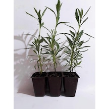 Lavanta Fidanı 4 Adet 10-20 Cm