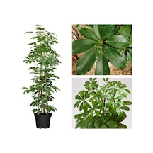 Serada Decor Plant Yeşil Şeflera Tek Dallı Salon Bitkisi Schefflera 70-80 Cm İç Mekan Bitkisi