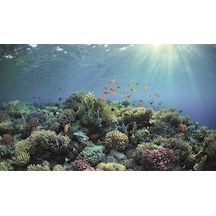 Kanki Pet Kp8550030 Akvaryum Arka Fon Yapıştırma 85 X 50 Cm