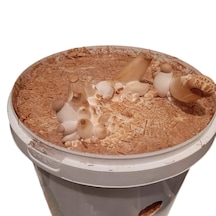 Kovada Eringi Mantar 5lt
