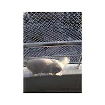 2 X 1 Metre Kedi Koruma Filesi Kedi Filesi Balkon Filesi 1 Mm Kedi Güvenlik Filesi -