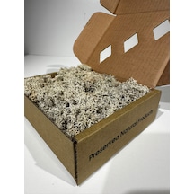 Reindermoss Şoklanmış Norveç Yosunu Terarium Yosunu Natural Green 100 Gr.