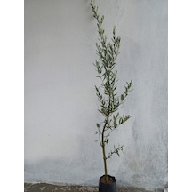 10 Adet Gemlik Zeytin Fidan Paketi-2 Yaş