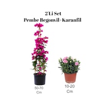2'li Set Pembe Bahçe Çiçeği Begonvil+ Karanfil Dış Mekan Bitkisi
