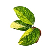 Monstera 'Peru Variegata' (Deve Tabanı) Ø10,5 CM Y15-20 CM