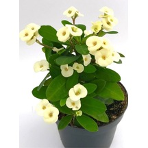 Krem Renk Ithal Dikenler Tacı 1 Adet Saksılı 20-40cm Çiçekli Kaktüs Euphorbia