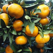 3 Yaş Bodrum Mandalinası Fidanı