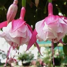 20 Adet Tohum Nadir Pembe Küpeli Çiçeği Mezarlık Kabir Çiçeği Sak