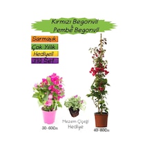 Kırmızı Renk Begonvil+pembe Begonvil+mezem Çiçeği 3'lü Peyzaj Seti