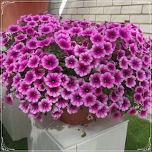 20 Adet Hanging Snowball Petunia Tohumu