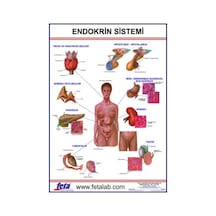 Endokrin Sistem Eğitim Plakası