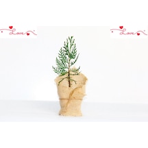 NİKAH ÇAMI 50 ADET - ÖZEL GÜN FİDANI (Mazı-Thuja Orientalis)