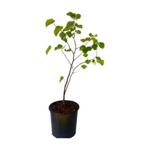 Pembe Erguvan Ağacı Fidanı 1 Adet Saksılı/tüplü 50-70cm Pink Cercis