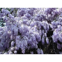Wisteria Sinensis Kokulu Çin Morsalkım Mor Salkım Fidanı 40-60 Cm