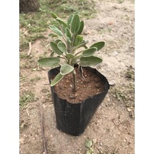 Kokulu Adaçayı Şalba Fidanı Salvia Officinalis 10-20 Cm