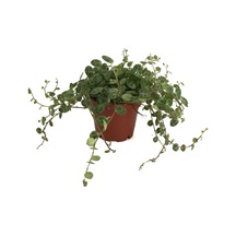 Peperomia Prostrata (Kaplumbağa Kabuğu Çiçeği) Ø8,5 CM Y10-15 CM