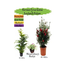 Kırmızı Fırça Çalısı+leylandi Çam Fidanı+mezem Çiçeği Peyzaj Seti