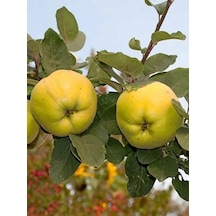 Eşme Ayva Fidanı 3 Yaşlı 130-150cm Yarıbodur Anaça Aşılı