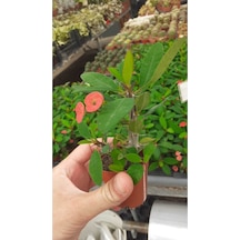 Videolu Mini Milli Dikenler Tacı Çiçekli 25 35 Cm Saksılı Kaktüs Euphorbia