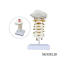 Servikal Boyun Omurga Maketi Model 20