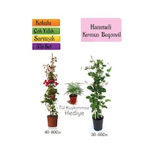 Kırmızı Begonvil+kokulu Hanımeli Çiçeği+tül Kuşkonmaz Hediyeli 3'lü Peyzaj Seti