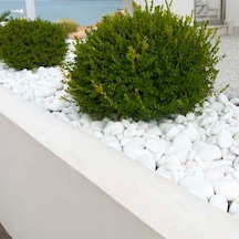 Dolomit Taşı - 6 Kg 60-100 Mm Tamburlanmış Beyaz Doğal Taş