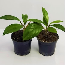 Mum Çiçeği Fidesi Hoya Carnosa Kokulu 9cm Saksıda 2 Adet