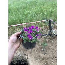 Acem Halısı Çiçeği 10-20 Cm
