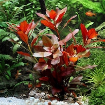 Ludwigia Repens Kusursuz Form Akvaryum Bitkisi Canlı Bitki 5 Dal