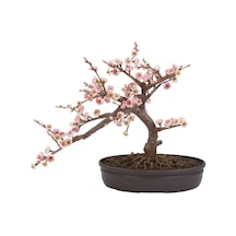 Bodur Ceherry Blossom Bonzai Ağacı Tohumu Ekim Seti 5 Tohum +Saks