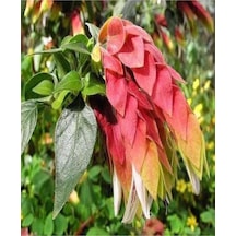 Videolu Pembe Renkli 4 Adet Karides Çiçeği Fidanı 40-60cm Saksılı Shrimp Plant