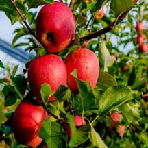 Tüplü Aşılı Sert Sulu Yüksek Verimli Yarı Bodur Fuji Kiku Elma Fi