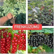 Frenk Üzümü Kırmızı+siyah 2 Adet