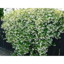 Serada Decor Plant Kokulu 70 Cm Saksılı Beyaz Arap Yasemini Çiçeği