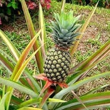 Saksıda Ananas Meyvesi Fidanı Del Monte 2 Cinsi