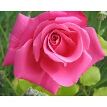 Videolu Pembe Yediveren Gül 25 35 Cm Saksıda Aşılı Gül Fidanı Pink Rose