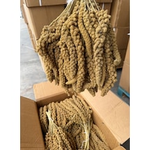Buradabulabilirsin Kızıl Dal Darı 1 Kg Bbz