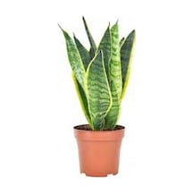 Kılıç Çiçeği 40 Cm Paşa Kılıcı Sansevaria Peygamber Kılıcı Çiçeği